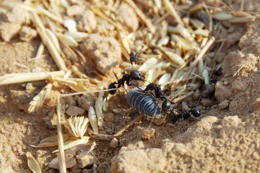 Fight of black ants with a bug near an anthill