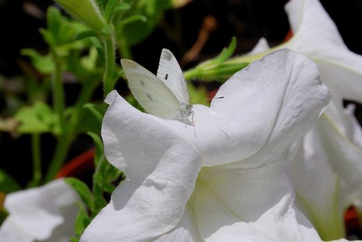 White butterfly rest on the white flower