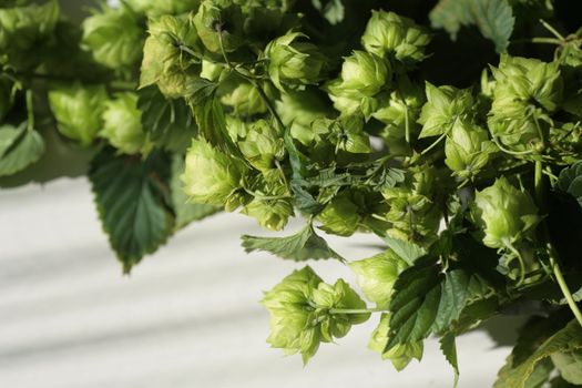 a hop plant on white back ground