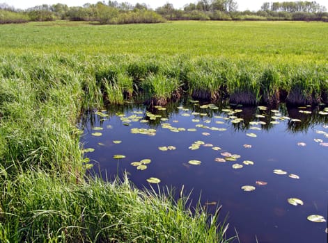 small lake on field