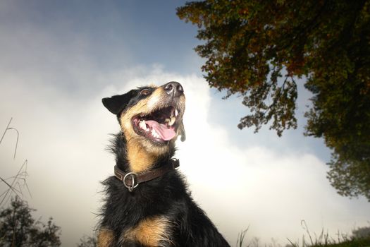 Close-up of a funny dog