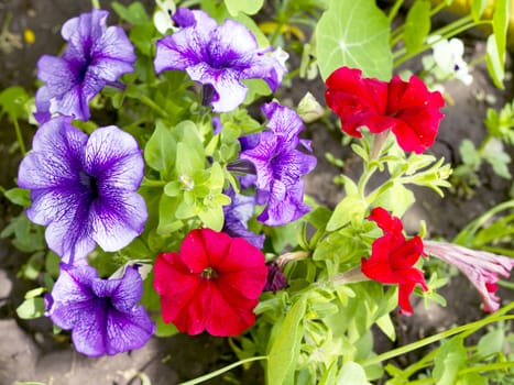 image petunia flower beds of red and purple