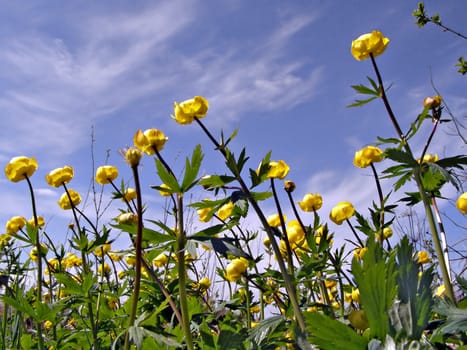 flowerses globe-flower