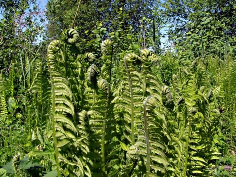 fern in wood