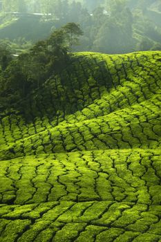 Tea Plantations at Cameron Highlands Malaysia.