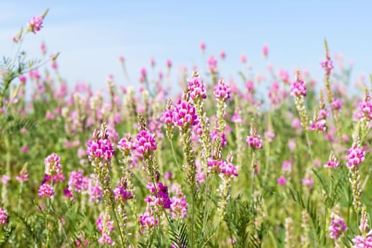 image view the sky through the green grass with pink  flowers