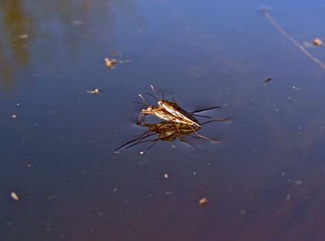 two water spiders mate on water