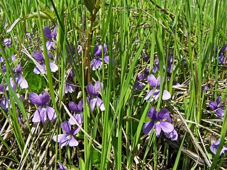 violet flowerses amongst herbs