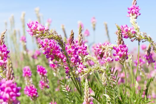 image view the sky through the green grass with pink  flowers