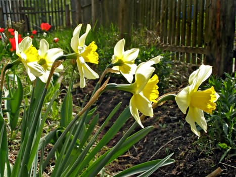 narcissuses illuminated sun