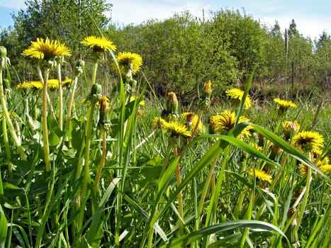 dandelions on field