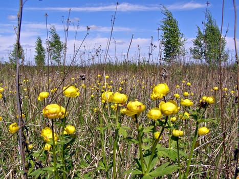 yellow flowerses amongst wood