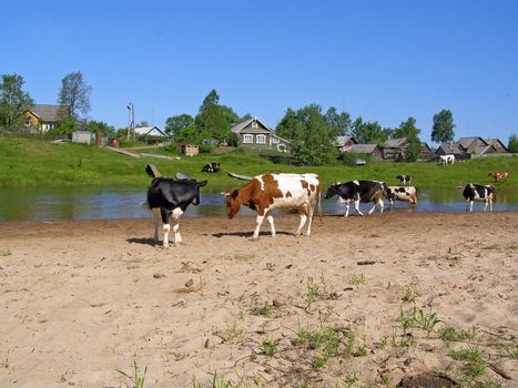 cows near river