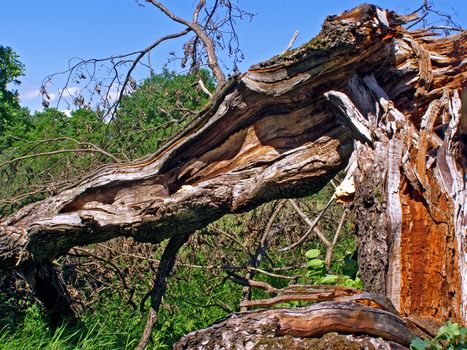 tumbled tree