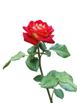 image blooming red rose on white background