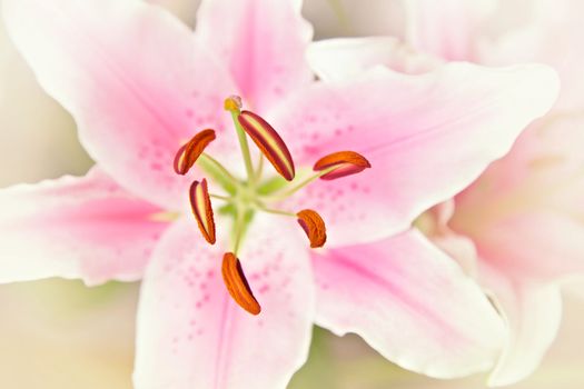 Pink and white lillies flowers