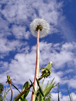 dandelion in field