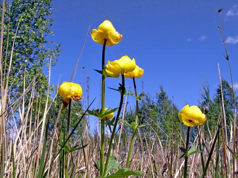 yellow flowerses in field