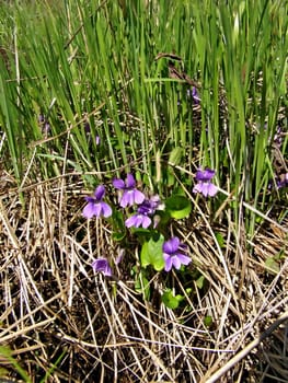 field flowerses amongst dry herb