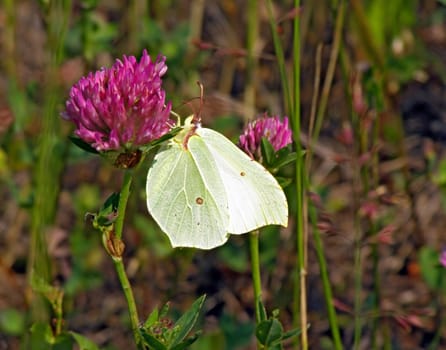 butterfly on flower of the dutch clover