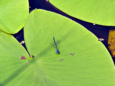 dragonfly on sheet of the water lily