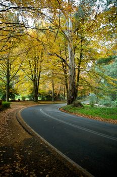 Journey through natural Autumn Forrest