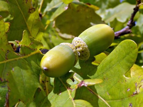 unripe acorn on autumn oak