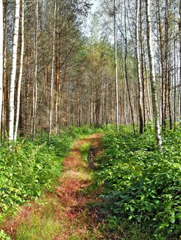 aging road in wood