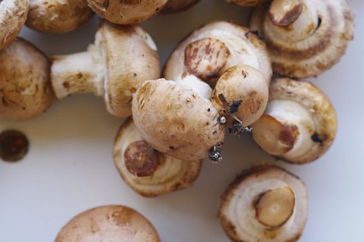 fresh brown button field mushroom on white