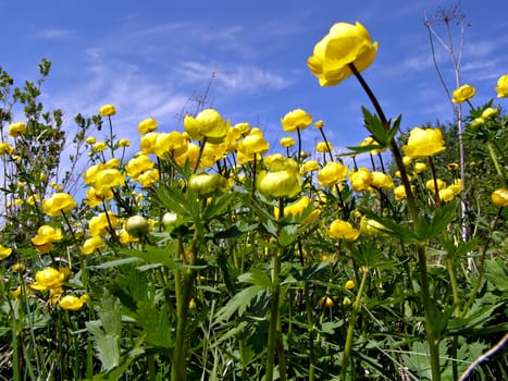 flowerses globe-flower on field