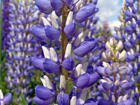 background from flower of the lupine