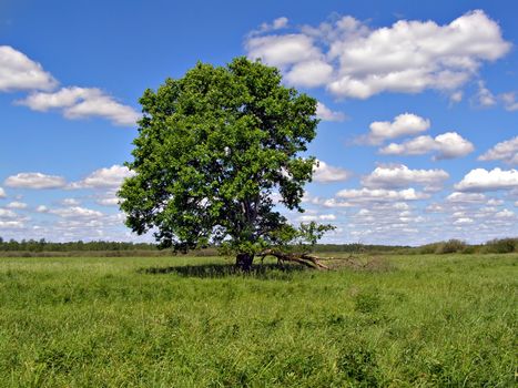 oak on green field