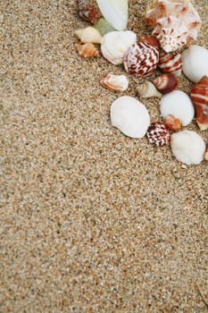 beautiful shells on very nice beach, focus in on the shells (shallow DOF)............