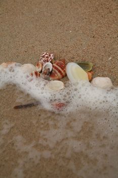 beautiful shells on very nice beach, focus in on the shells (shallow DOF)............