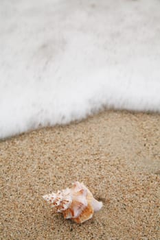 beautiful shells on very nice beach, focus in on the shells (shallow DOF)............