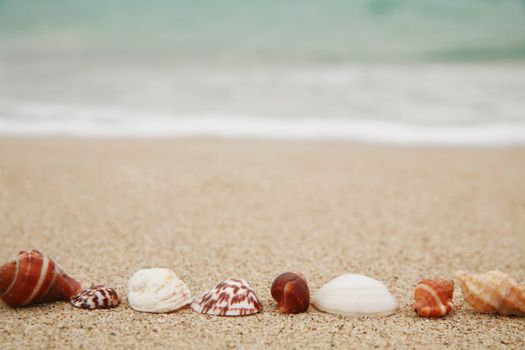 beautiful shells on very nice beach, focus in on the shells (shallow DOF)............