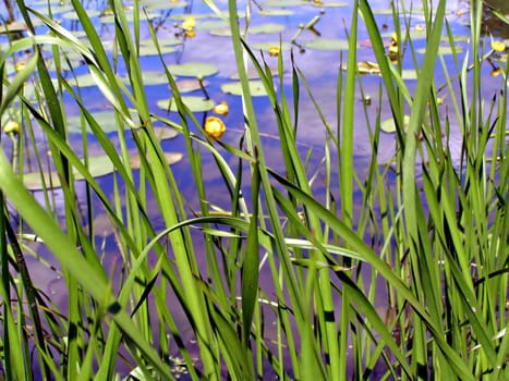 herb sedge on background marsh