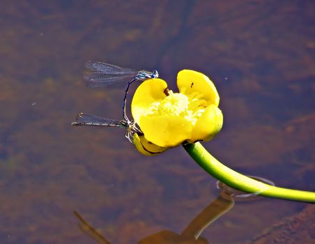 two dragonflies on flower of the water lily