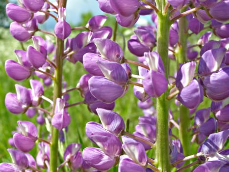 background from flower of the lupine