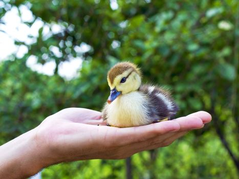 small yellow and black duck in the man's hand