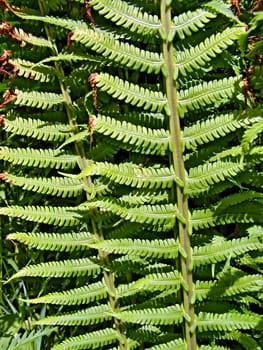 sheet of the fern
