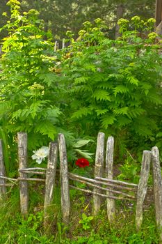 small garden