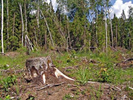 chopping wood