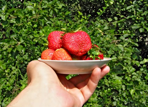 hand stretches strawberries in plate