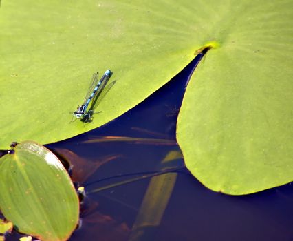 dragonfly on sheet of the water lily