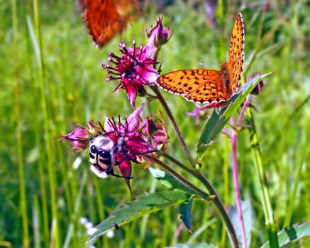 insect on flowerses