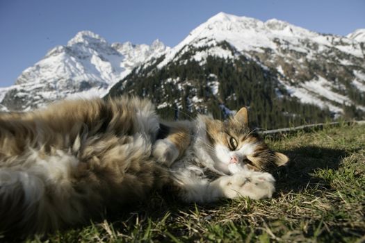 Picture of a mountain with a cat in front of outside..