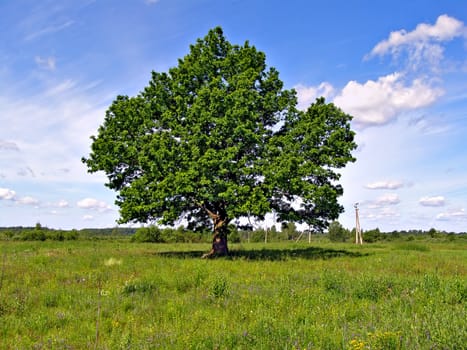 oak on field