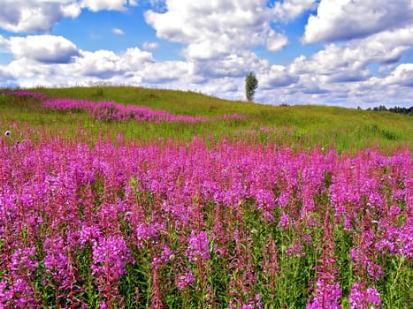 flowerses in field