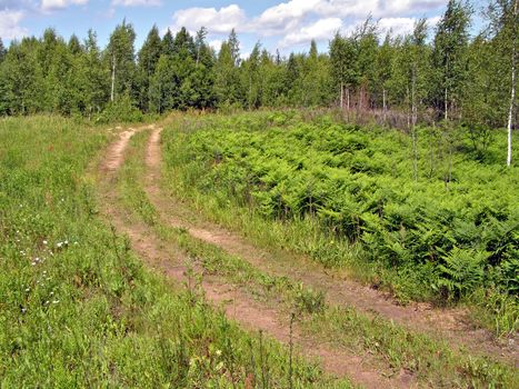 aging timber road